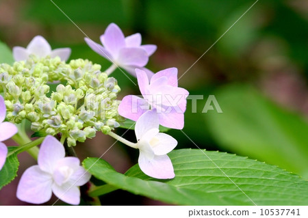 Hydrangea 10537741