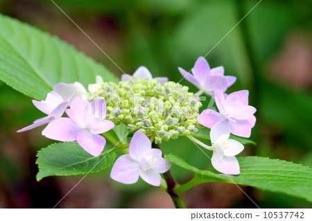 繡球 繡球 10537742