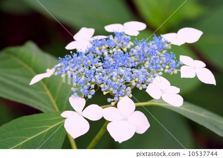 Ezo繡球花 Ezo繡球花 10537744