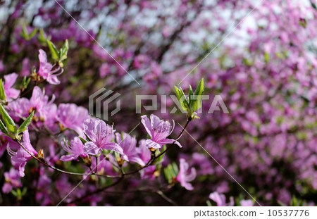 Kobanomitsu azalea Kobanomitsu azalea 10537776