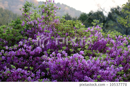 Kobanomitsu杜鵑花 Kobanomitsu杜鵑花 10537778