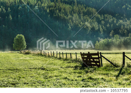 Summer meadow 10537795