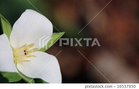 Ooba nano enlivis 10537850