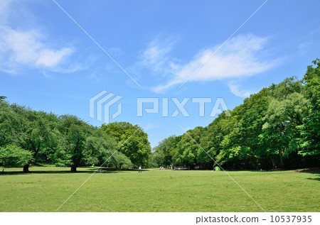砧公園 10537935