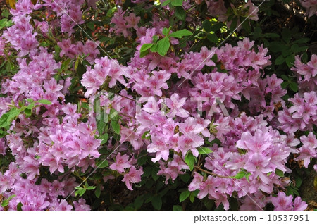 Moti Azalea 10537951