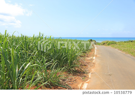 Road leading to the sea of Okinawa 10538779