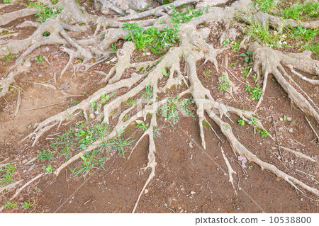 Tree root Tree root 10538800