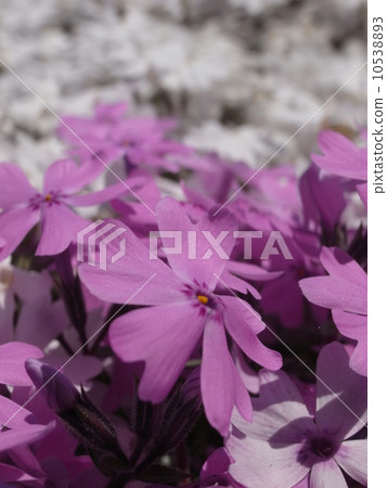 Shiba櫻花圖像（12） 10538893