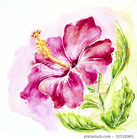 Pink hibiscus, watercolor painting. 10538961