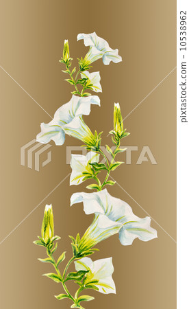 White petunia flowers. Watercolor painting. 10538962
