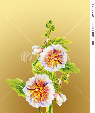 Hollyhock flowers. Watercolor painting. 10538963