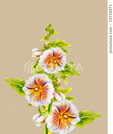 Hollyhock flowers. Watercolor painting. Hollyhock flowers. Watercolor painting. 10538971