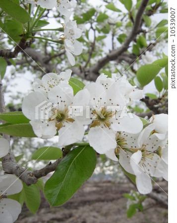 Apple flower image (2) Apple flower image (2) 10539007