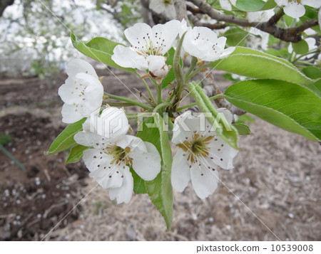 Apple flower image (3) Apple flower image (3) 10539008
