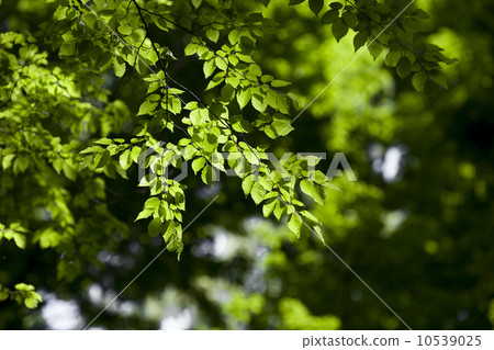 新鮮的綠色圖像素材 10539025