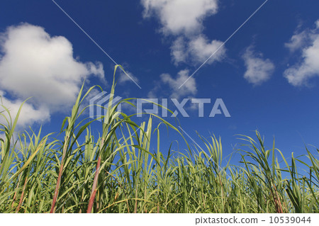 甘蔗田 10539044