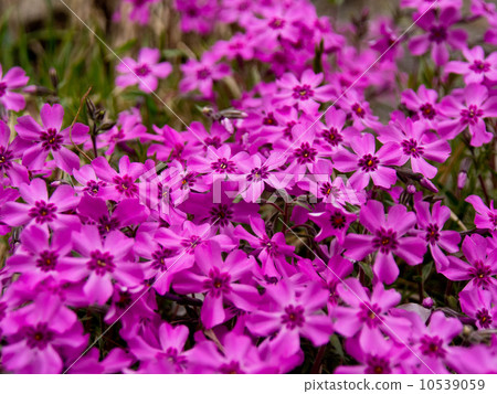 薄荷櫻桃樹 薄荷櫻桃樹 10539059