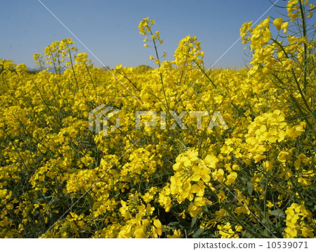 Nanohana·強姦花田間圖像（3） 10539071