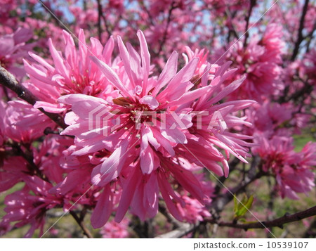 菊花圖片(5) 菊花圖片(5) 10539107