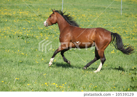 Gorgeous paint horse mare running on pasturage 10539129