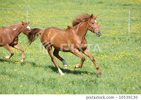 Batch of beautiful horses running on pasturage Batch of beautiful horses running on pasturage 10539130