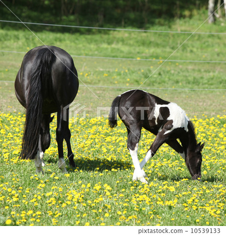 Beautiful mare with little foal on spring pasturage Beautiful mare with little foal on spring pasturage 10539133