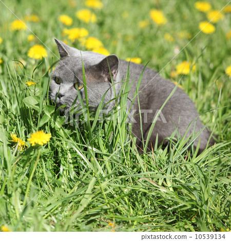 Big grey cat in spring 10539134