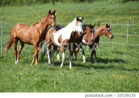Batch of beautiful horses running on pasturage Batch of beautiful horses running on pasturage 10539135