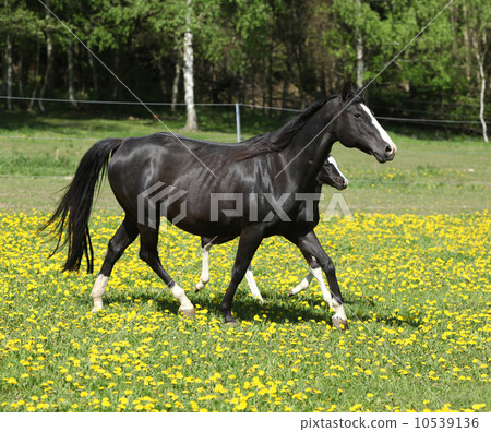Amazing mare with little foal running on spring pasturage 10539136