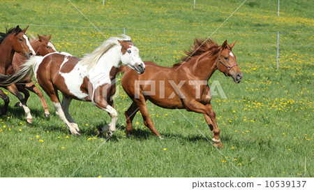 Batch of beautiful horses running on pasturage 10539137