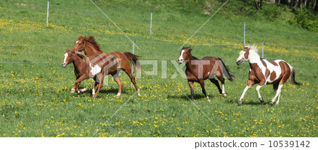 Batch of beautiful horses running on pasturage 10539142