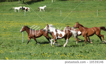 Batch of beautiful horses running on pasturage 10539146