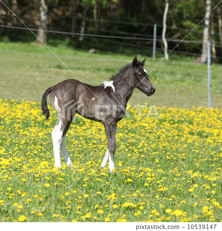 Beautiful paint horse foal on pasturage 10539147