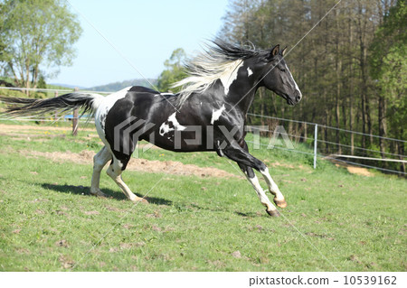 Amazing paint horse stallion with long mane 10539162