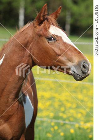 Portrait of paint horse mare in spring Portrait of paint horse mare in spring 10539165