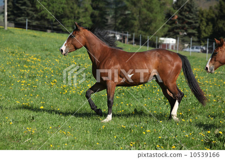 Gorgeous paint horse mare running on pasturage 10539166