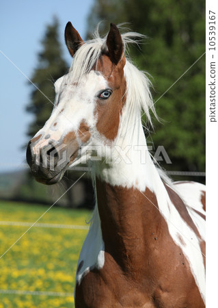 Portrait of paint horse mare in spring Portrait of paint horse mare in spring 10539167