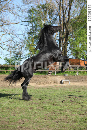 Gorgeous black stallion prancing 10539173