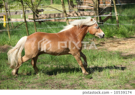 Gorgeous haflinger running on spring pasturage Gorgeous haflinger running on spring pasturage 10539174