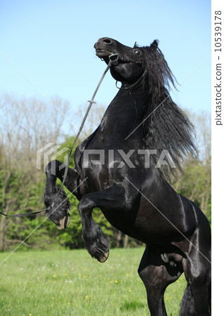 Gorgeous black stallion prancing 10539178