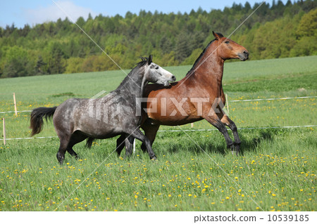 Two amazing horses  playing in fresh grass 10539185