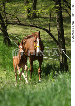Mare with foal running Mare with foal running 10539186
