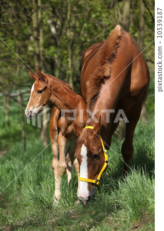 Mare with foal in spring 10539187