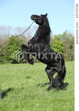 Gorgeous black stallion prancing 10539196