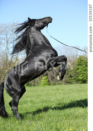 Gorgeous black stallion prancing Gorgeous black stallion prancing 10539197