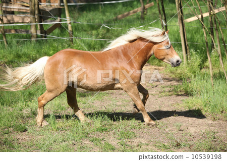 Gorgeous haflinger running on spring pasturage Gorgeous haflinger running on spring pasturage 10539198