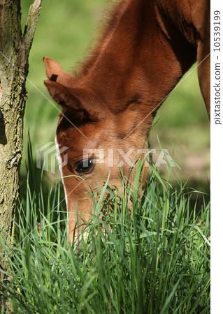 Nice chestnut foal in spring 10539199