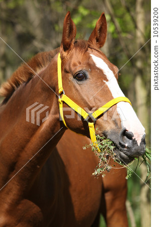 Portrait of nice horse with yellow halter 10539200