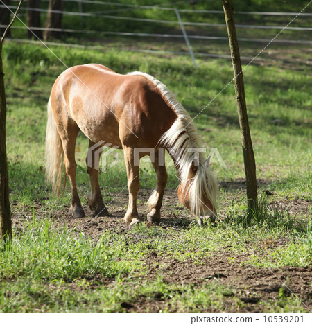 Beautiful haflinger eating grass 10539201