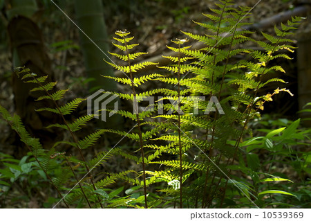 fern plant 10539369